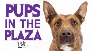 graphic - pups in the plaza banner ad