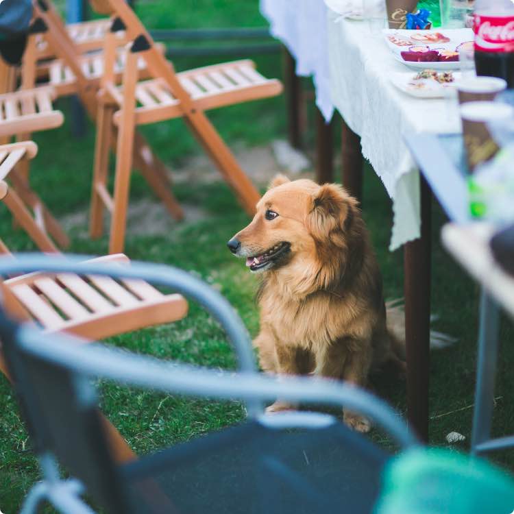 stock - dog with brown fur sitting under picnic tables