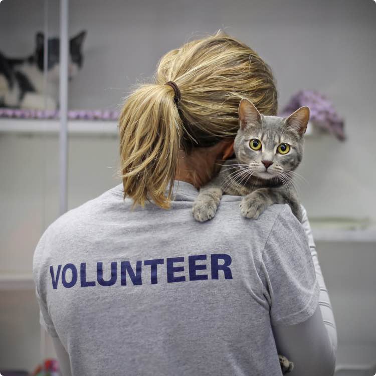 cat with gray fur on shoulder of shelter volunteer