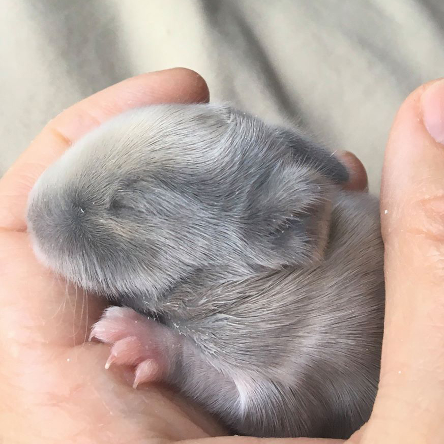 Baby bunny 1