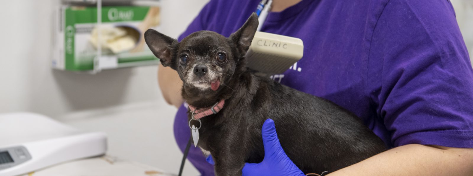 HSSA Vaccination Clinic Humane Society of Southern Arizona
