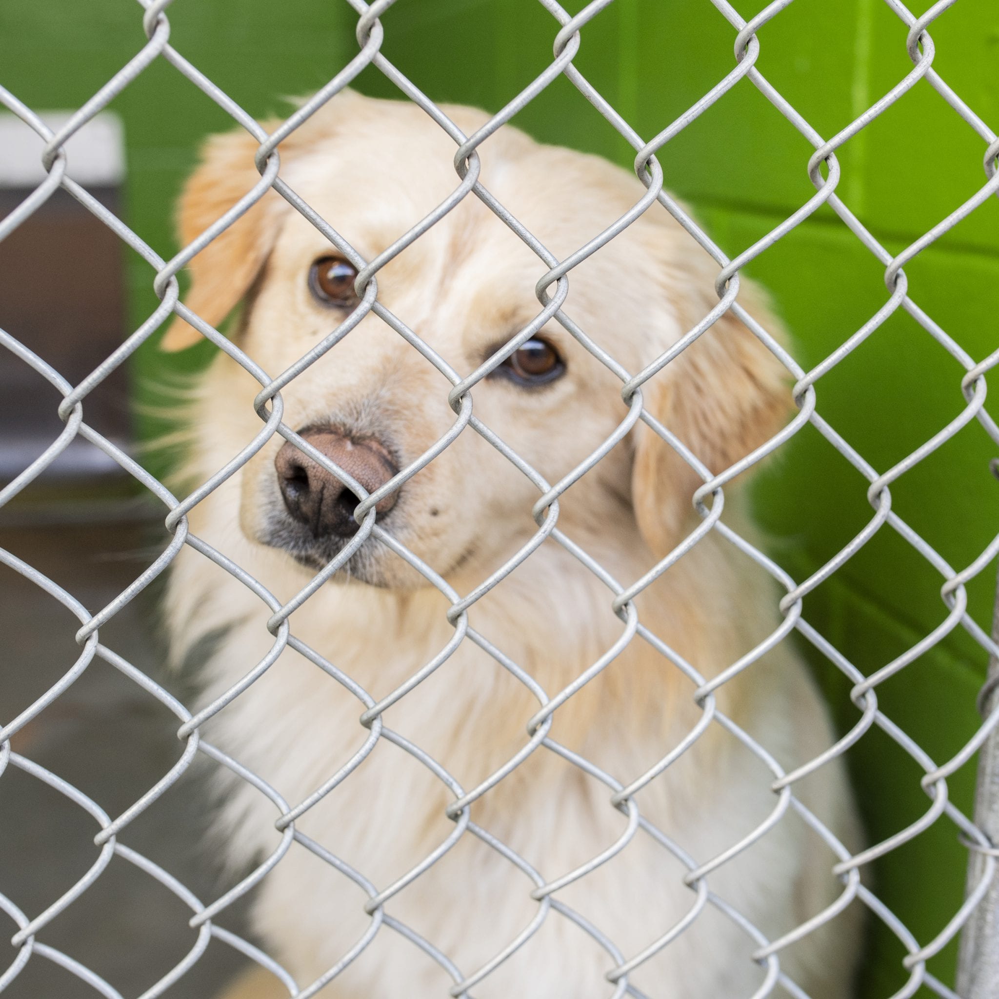 animal-cruelty-taskforce-of-southern-arizona-act-humane-society-of