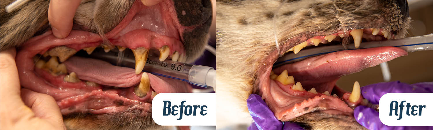 Dental-Before-and-After