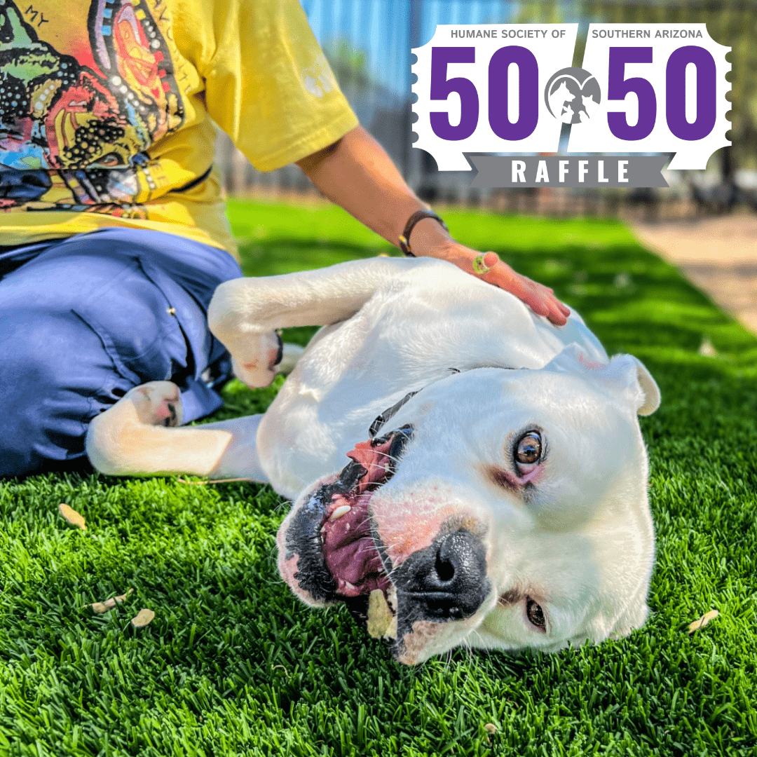 Featured Pets Canella And Miss Thing Humane Society Of Southern Arizona featured-pets-canella-and-miss-thing-humane-society-of-southern-arizona