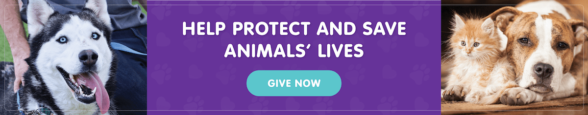 Help Protect and Save Animals' Lives. Give Now!