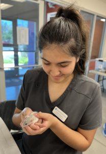 Pima Community College student holds rat with care. 