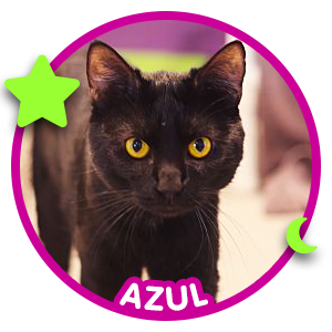 Azul the black cat