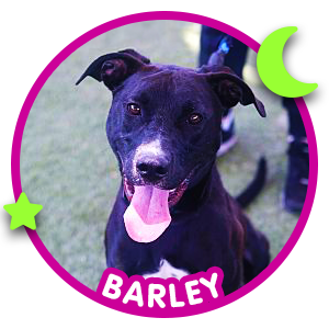 Barley black dog