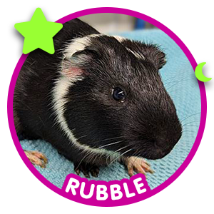 Rubble ark guinea pig