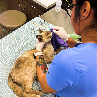 vet tech helping cat