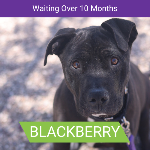 Blackberry dog