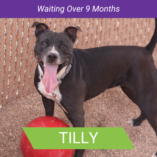 Tilly Dog