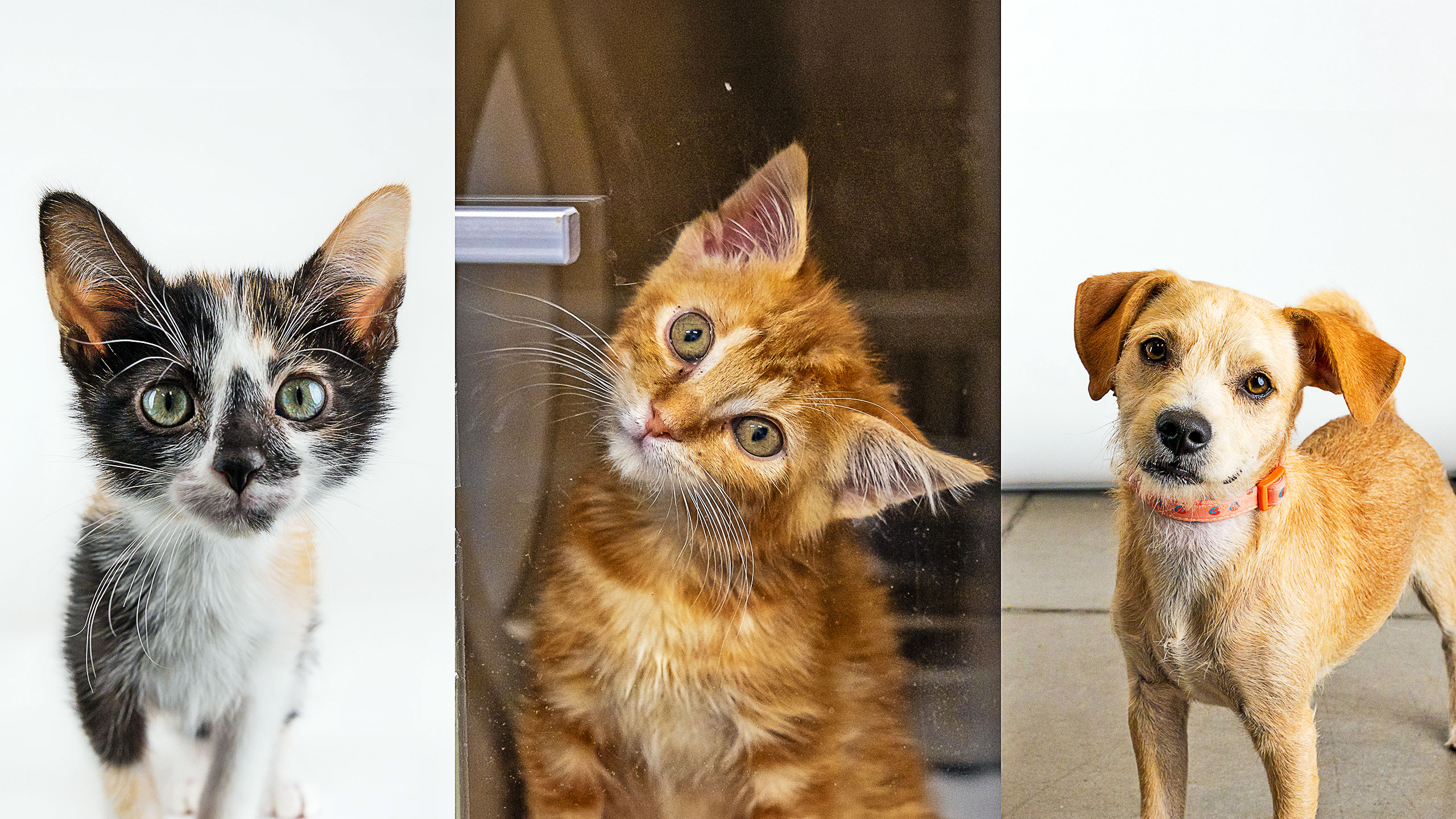 Donate_SecondChance1w