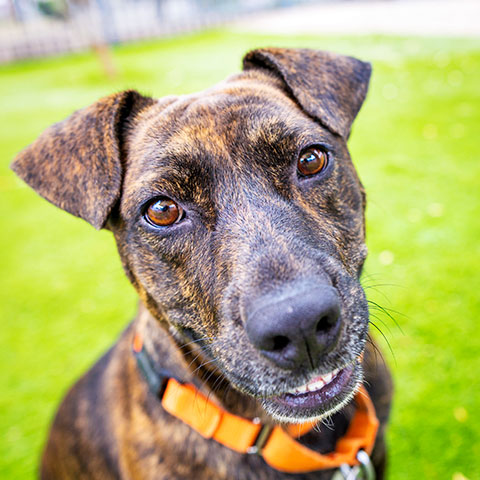 Donate_SecondChance2w