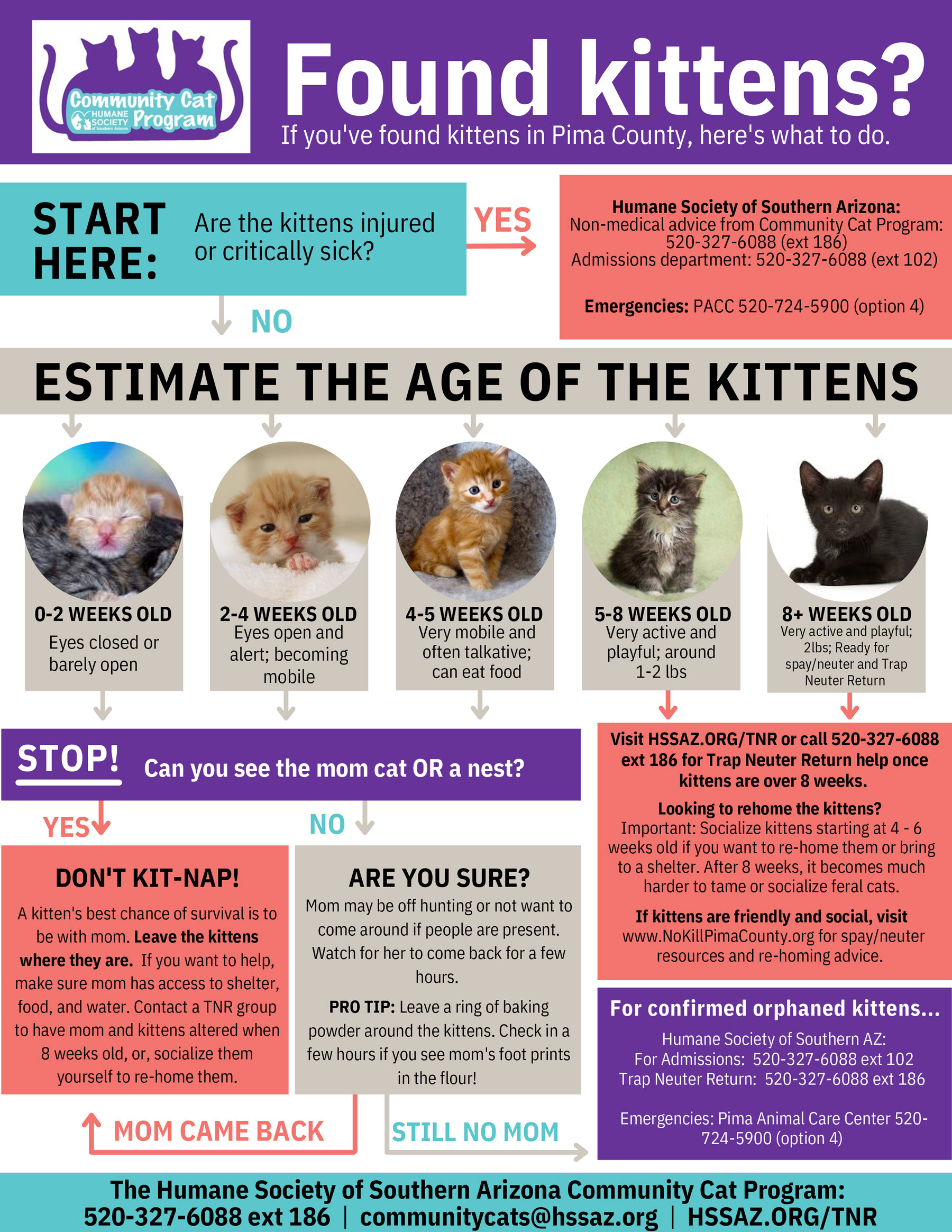 2026-Kitten-Season-Flow-Chart-HSSA