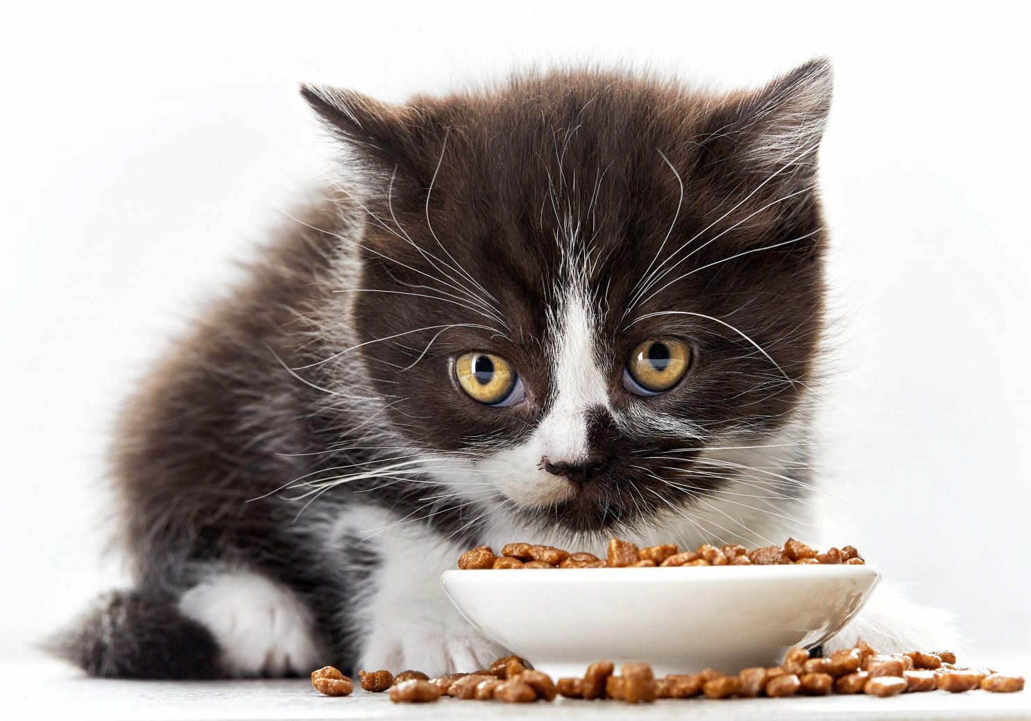 kitten and bowl of cat food