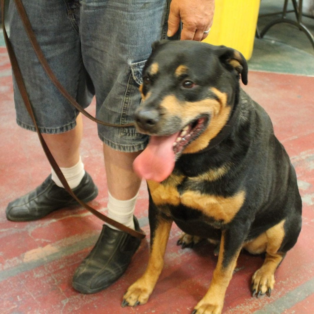 Dog with black and brown fur sitting and panting