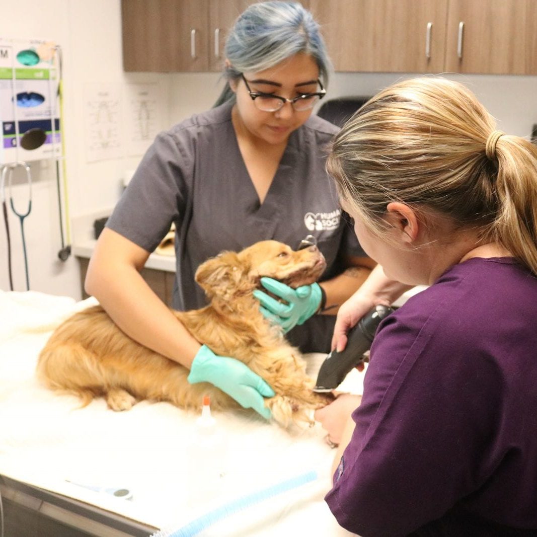 HSSA shelter clinic staff helping dog with brown fur