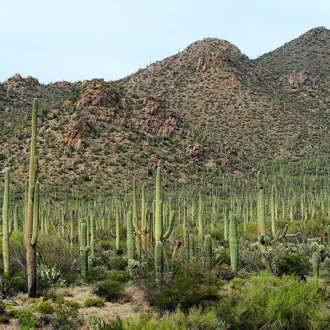 saguaro cactus near marana