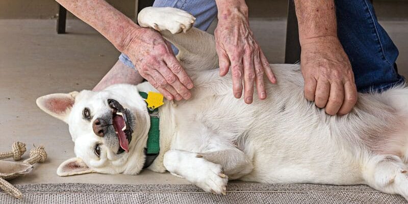 Valley, the junkyard dog, has found a home
